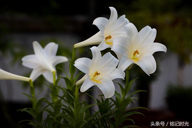 百合花花语微距拍摄百合花充满回忆的花花语是淡泊的永恒