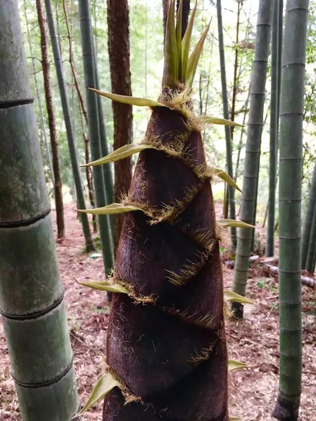 雨后春笋造句雨后春笋为什么长得如此快