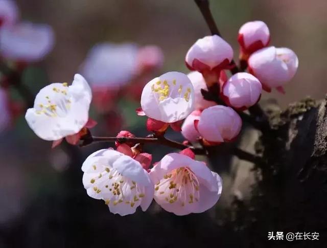 杏花的花語美翻隱藏在西安周邊免費千畝杏花秘境即將刷爆朋友圈