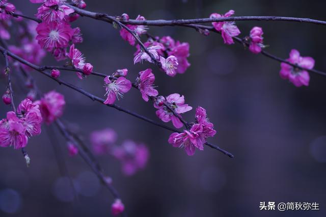 讚美梅花的古詩-梅須遜雪三分白,雪卻輸梅一段香. 太美了!