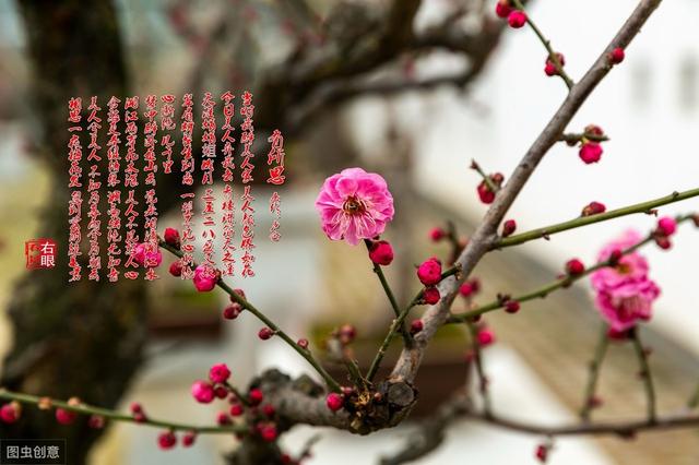 讚美梅花的句子一首寫梅花的詩一朵先發萬朵香雖有萬般寒冷內心依然