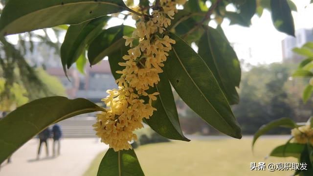 讚美桂花的詩詞-古代的桂花香不香,古人的詩詞中早有美譽