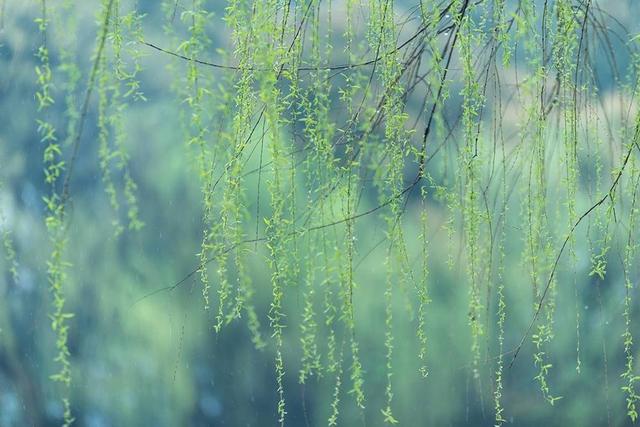 讚美春雨的詩句-連名字都很美的春雨詩詞,如何不讓人陶醉? - 勵志人生