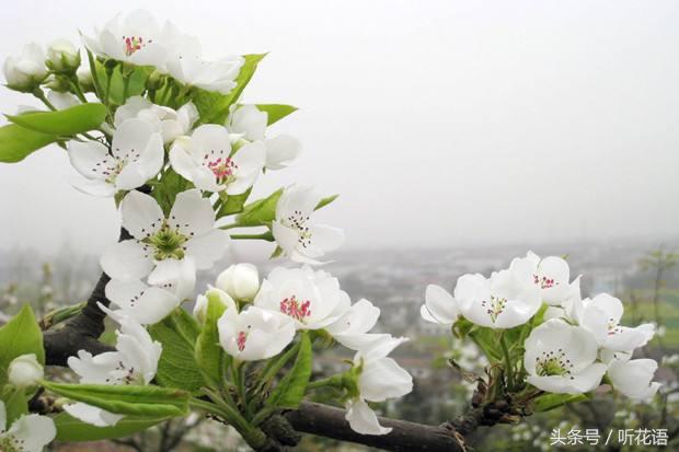 杏花的花語你是不是跟我一樣分不清梨花桃花杏花櫻花啊