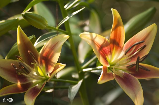 百合花花語記住這些常見的花語以後別再亂送花啦