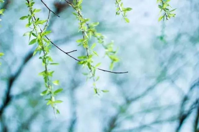 形容小雨的詞語唯美春雨古詩詞8首細雨綿綿滿滿的詩情畫意